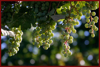grapes, vines, vineyards, winery, paso robles