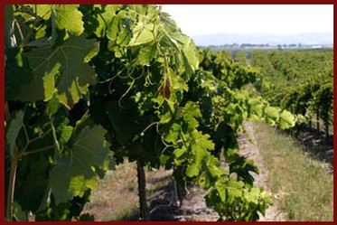 vines at steinbeck winery