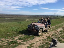 Vineyard Tour - Grapes